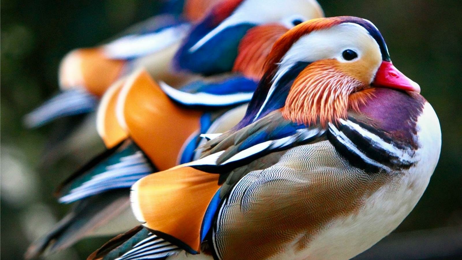 Animal mandarin duck Image