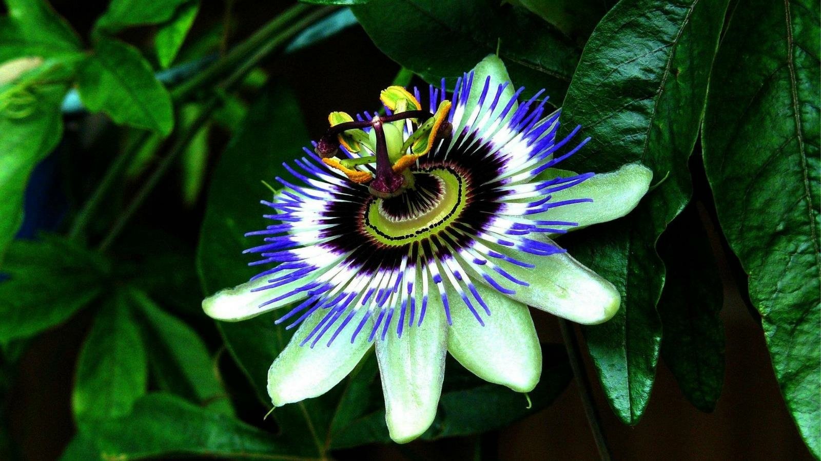flower nature passion flower Image