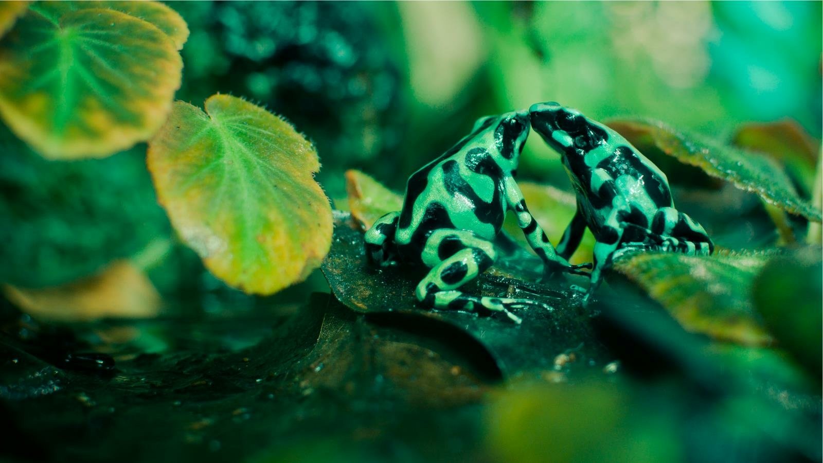 Two poison dart frogs interact amidst lush green foliage, showcasing their vibrant colors against a backdrop of leaves and moist terrain.