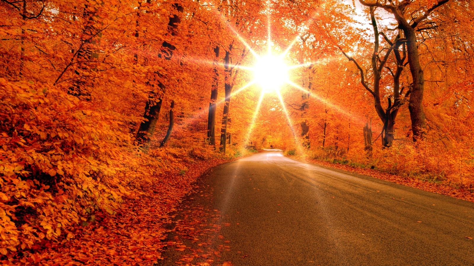 Download Photography Fall Image