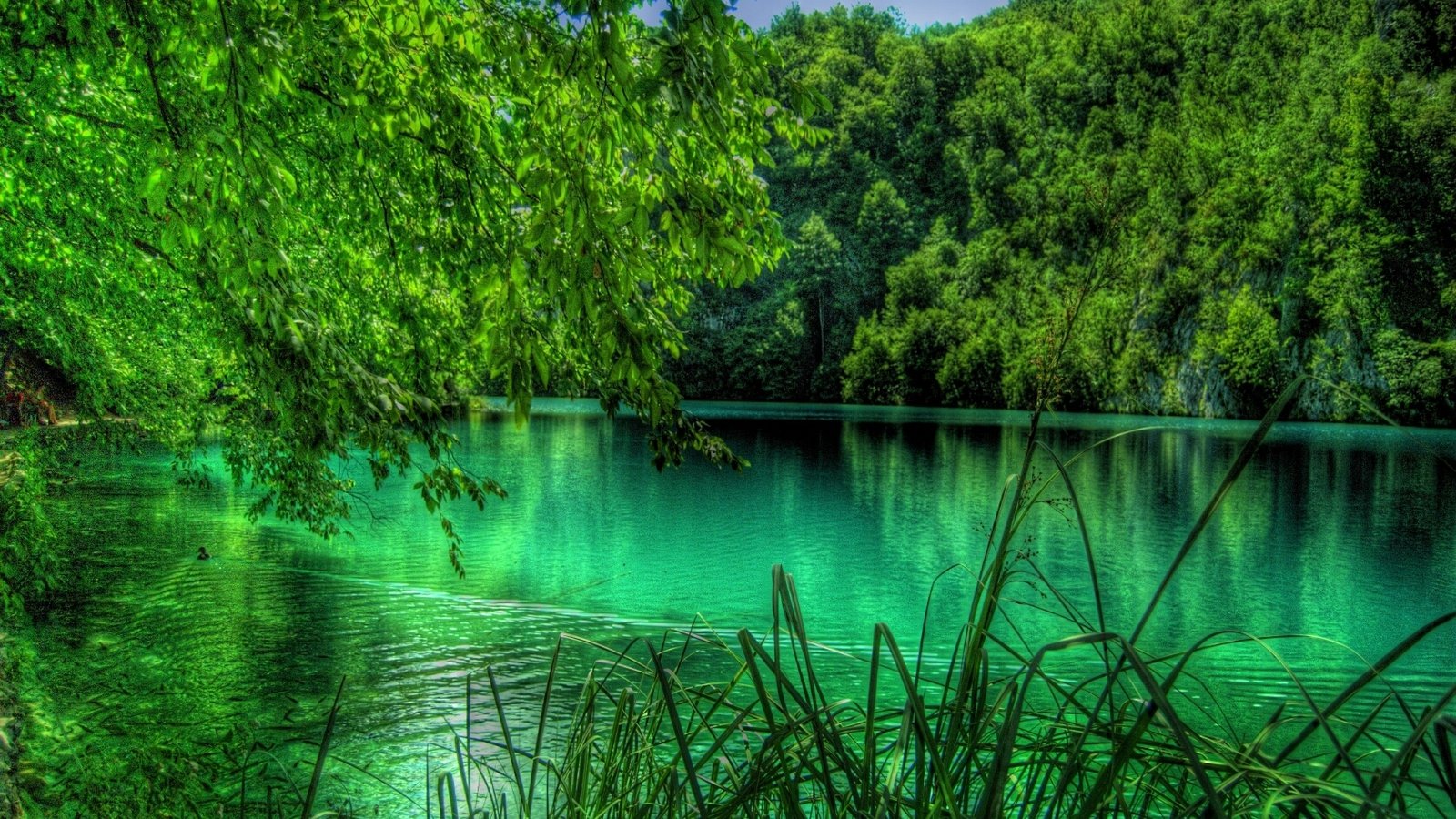Lush green trees surround the vibrant turquoise waters of Plitvice Lake, creating a serene natural landscape.