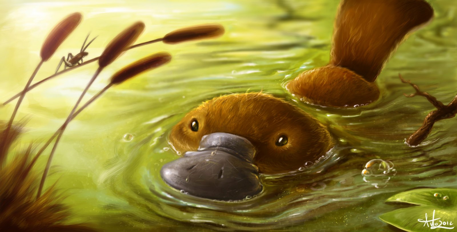 A platypus swims calmly in green-tinted water surrounded by reeds and bubbles.