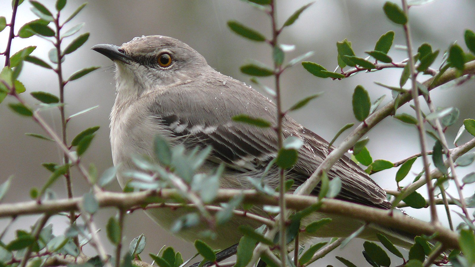 bird Animal Mockingbird Image