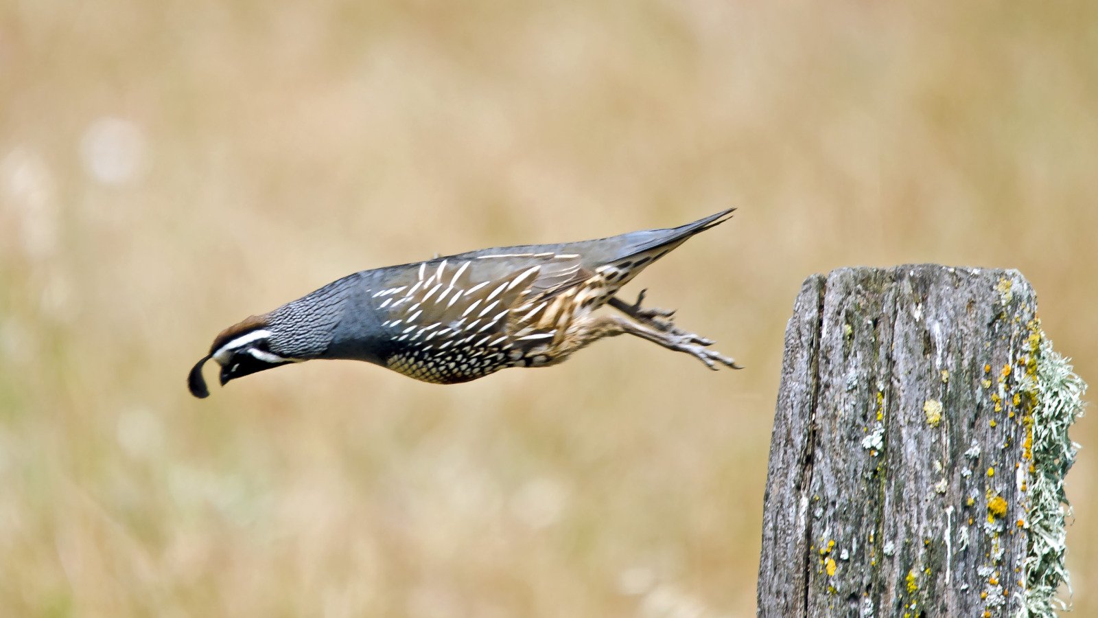 bird Animal quail Image