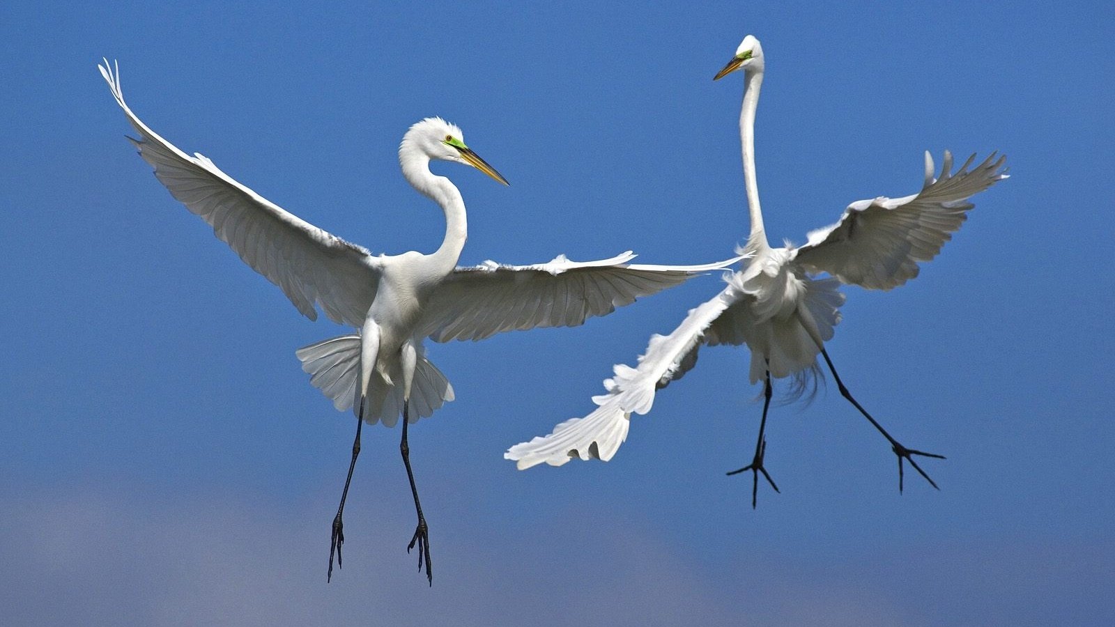 Animal egret Image
