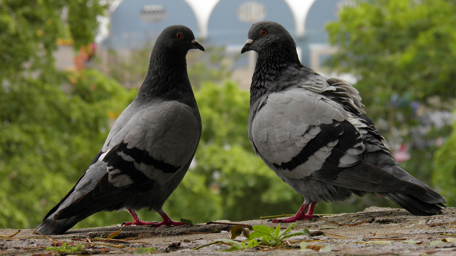 Pigeon Picture
