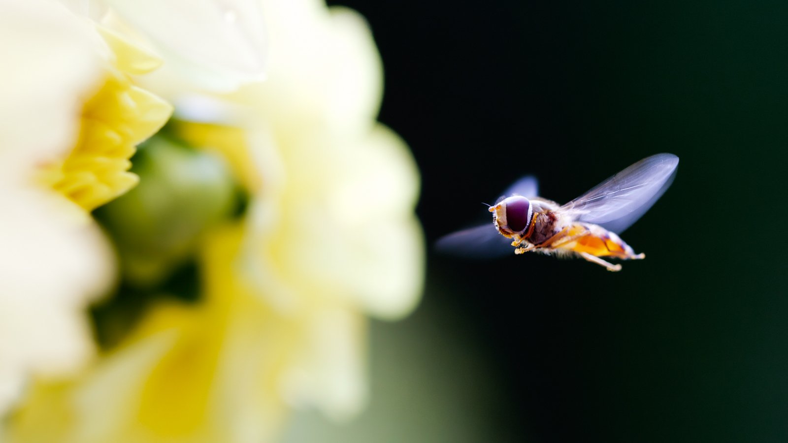 Animal hoverfly Image