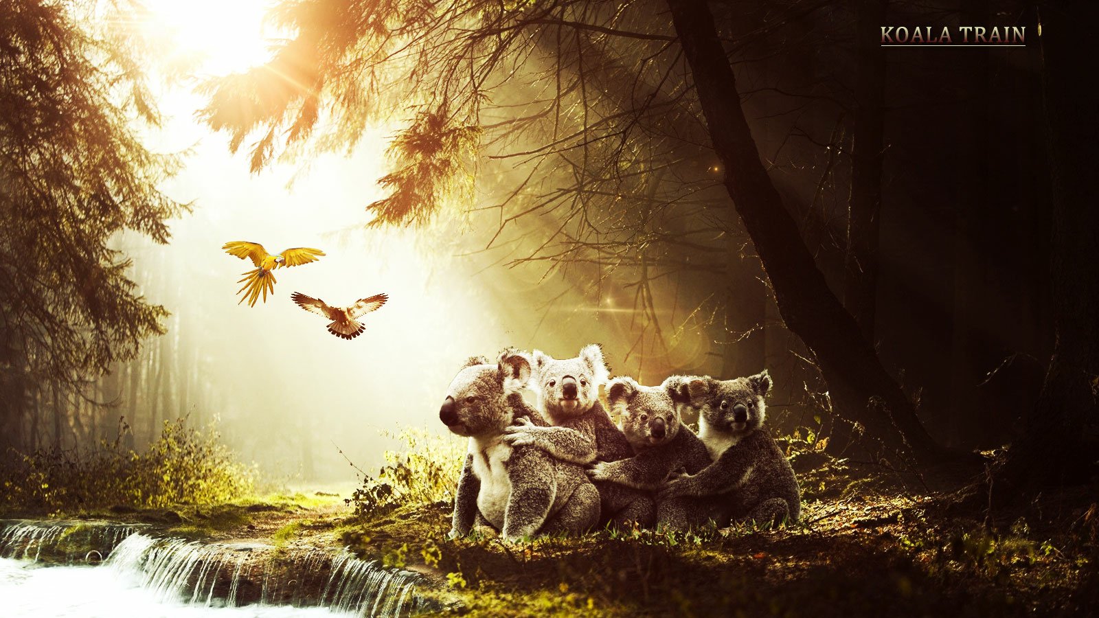 A group of koalas huddle together on a grassy patch near a small waterfall, illuminated by warm sunlight filtering through the trees in a forest setting.