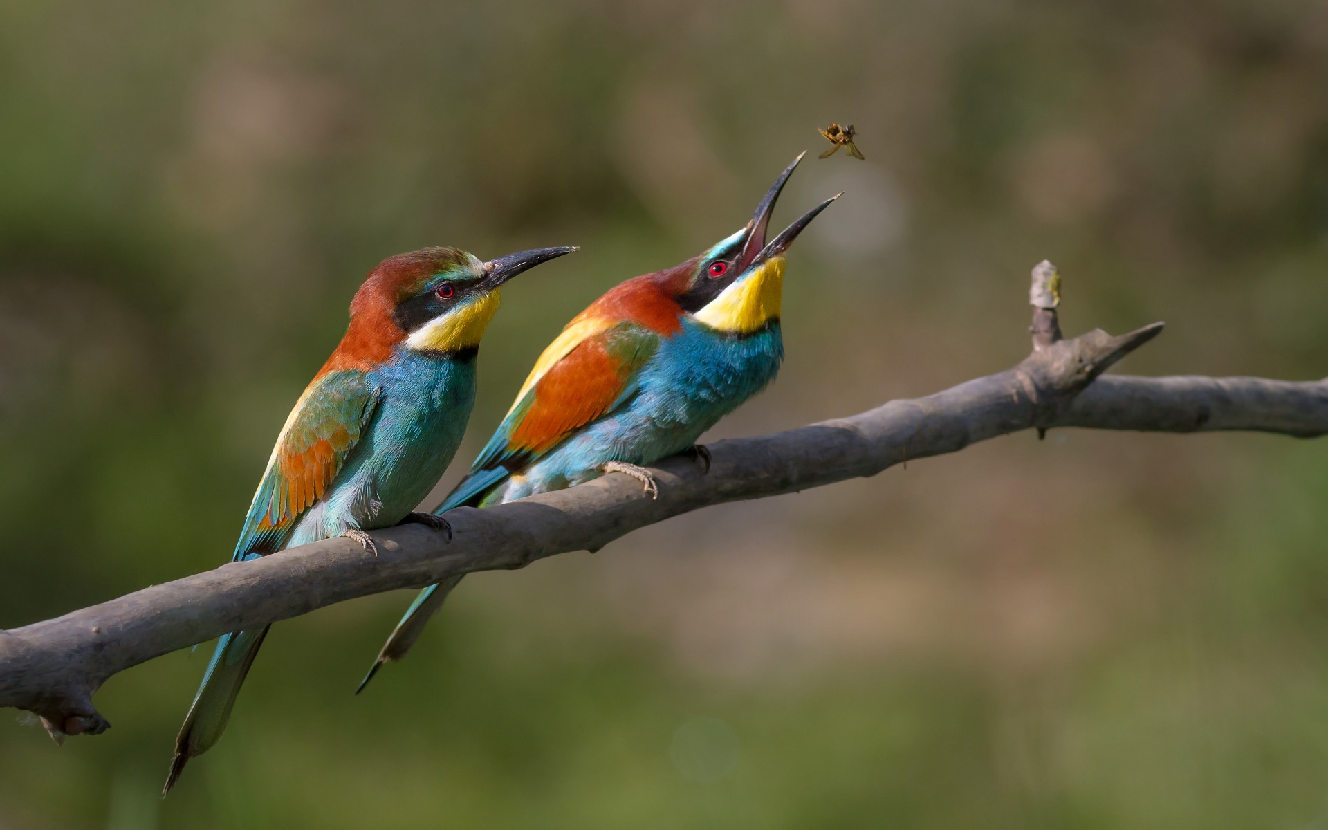 european bee-eater Picture