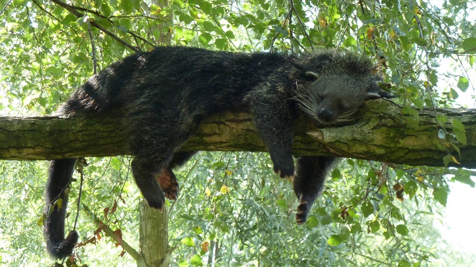 Animal binturong Image