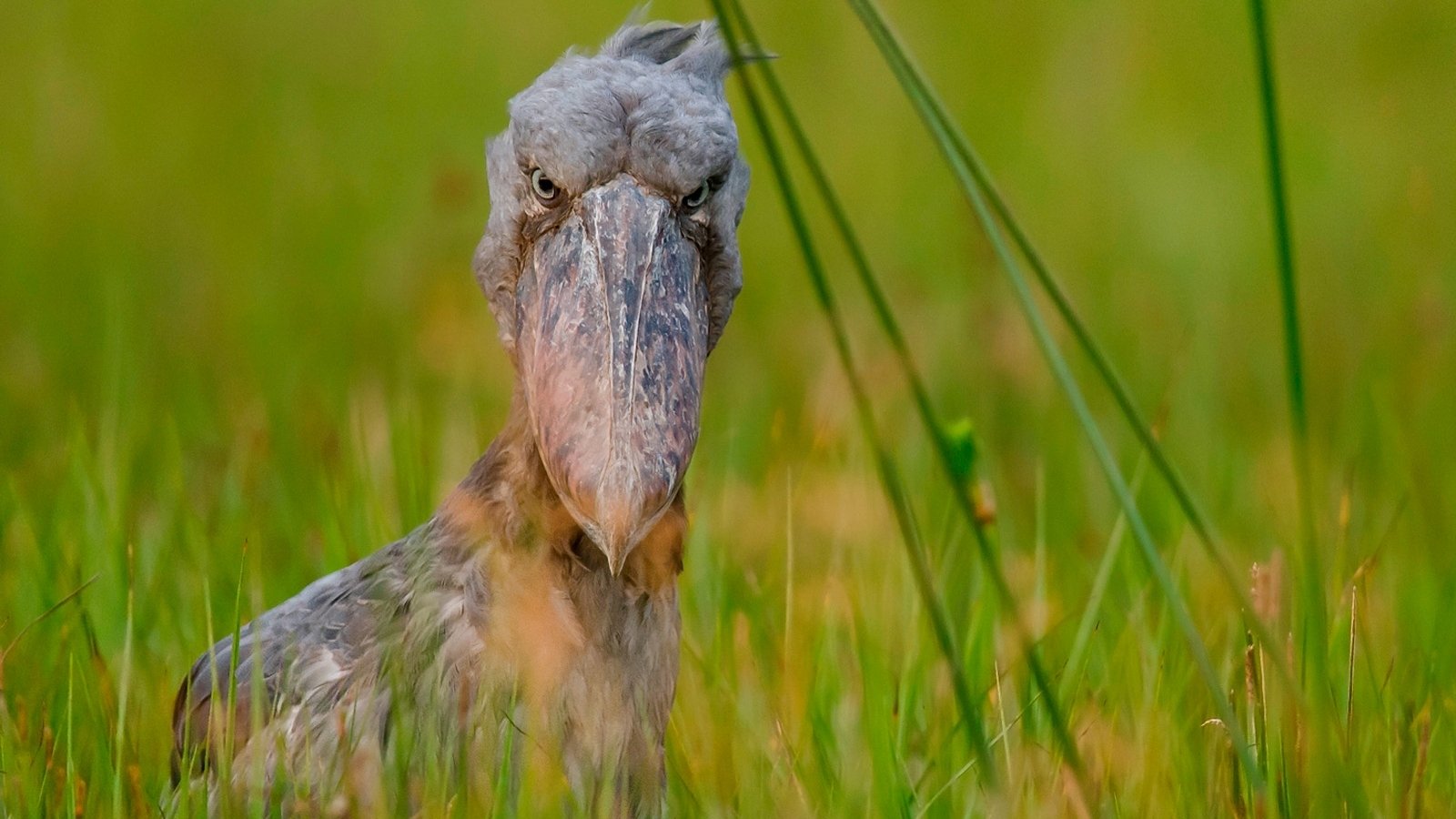 Animal Shoebill Image
