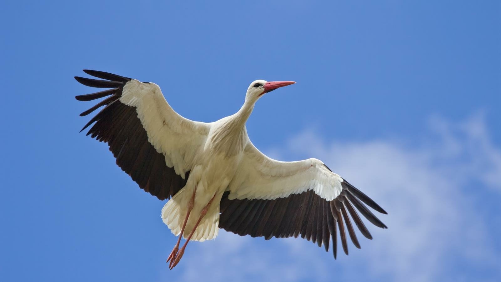 White stork (animal) soaring with wings fully extended against a clear blue sky, long legs trailing behind.