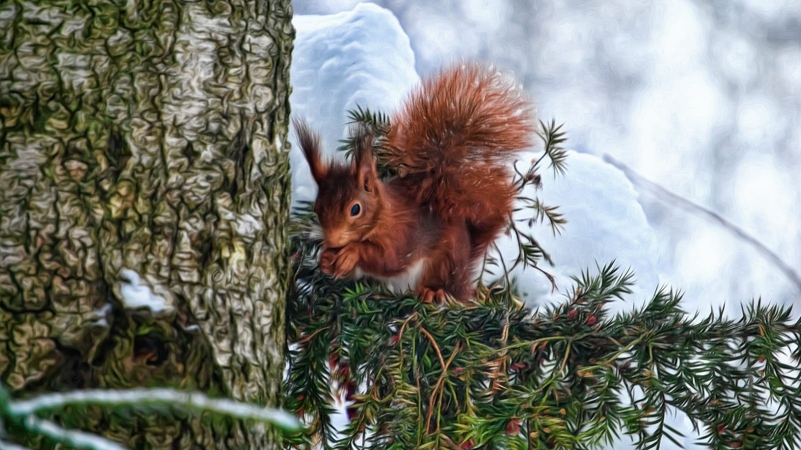 Download Animal Squirrel Image
