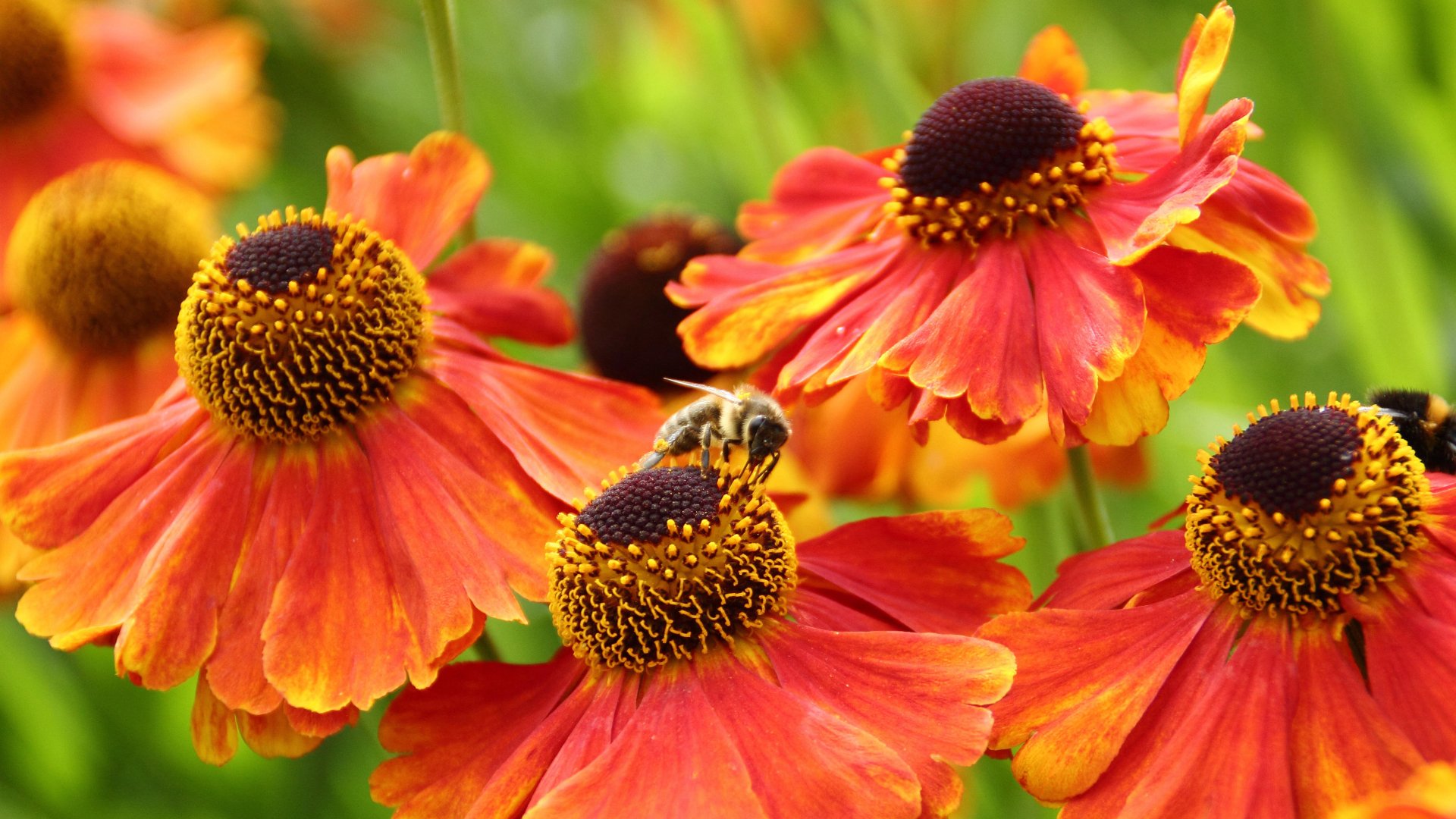  European honeybees in Sheffield, England by Deborah Vernon