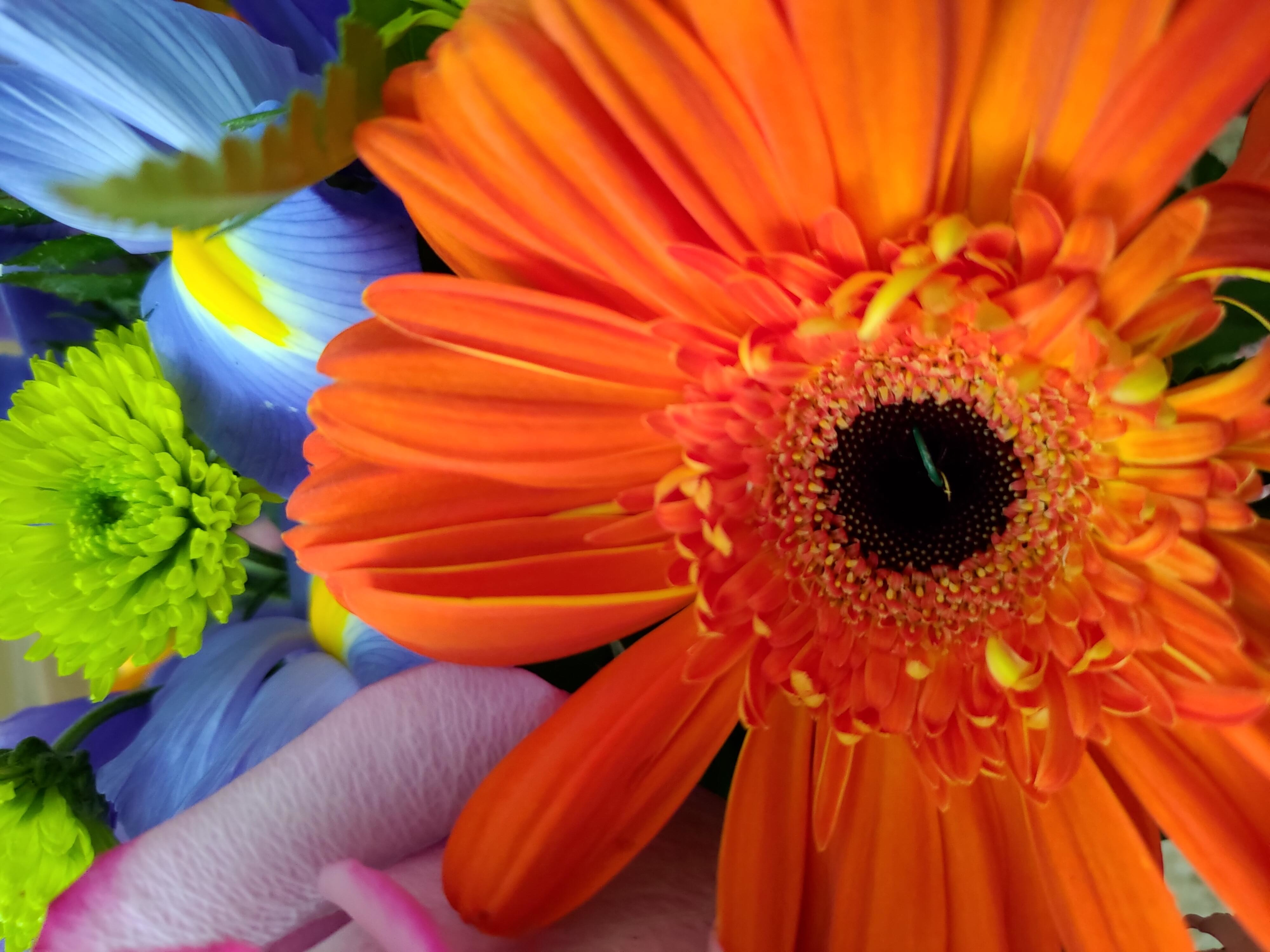 Download orange flower nature flower image