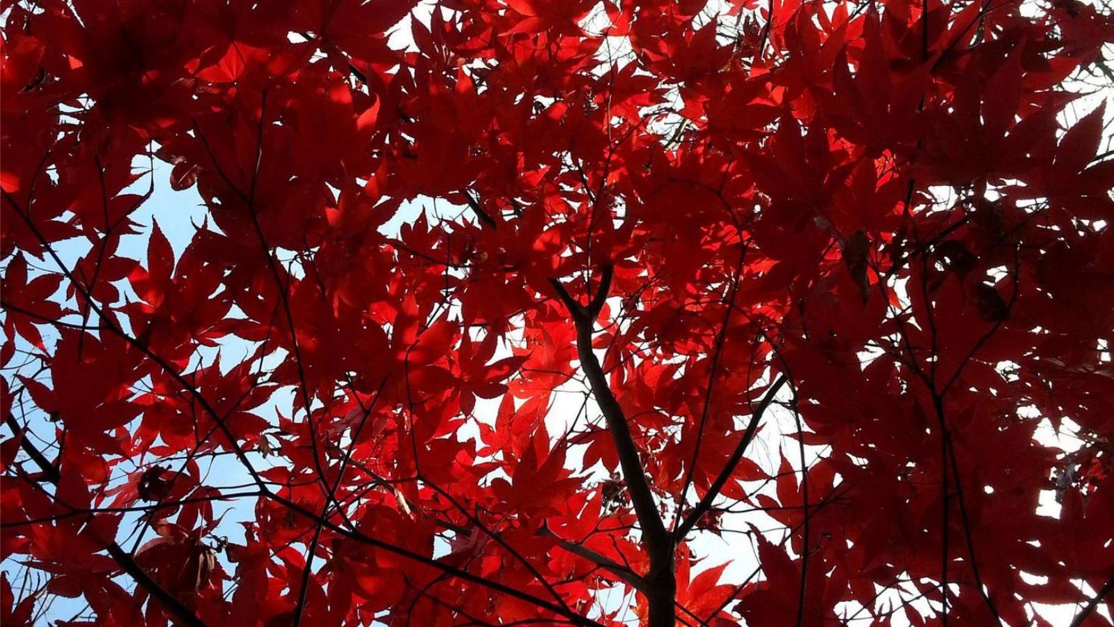 Leaf Picture