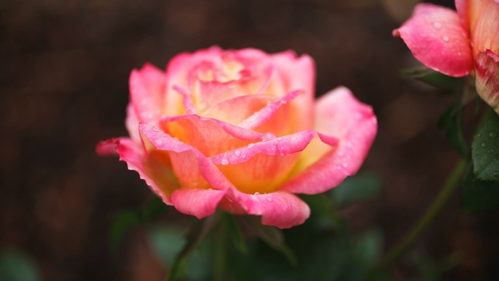 flower pink rose nature rose Image