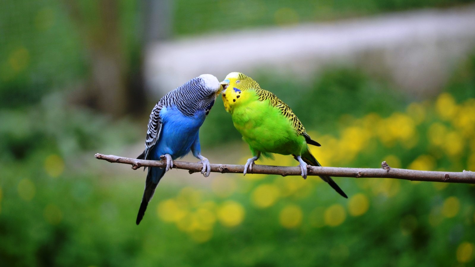 Parakeets Kissing