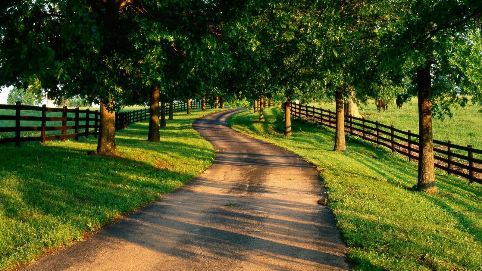 A winding country road bordered by green grass, wooden fences, and rows of leafy trees on both sides.