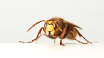 Preview Image 614071