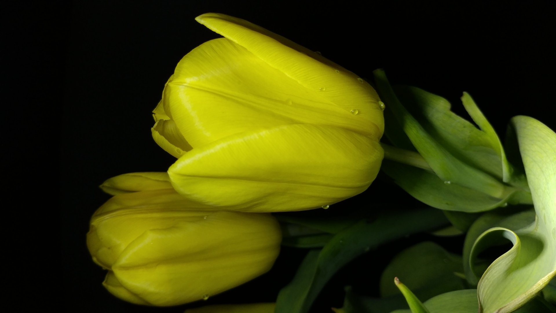  Yellow Tulips