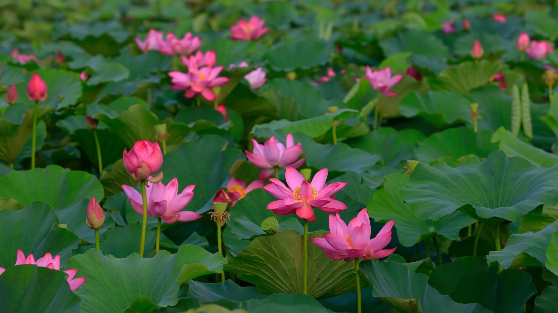 nature lotus Image