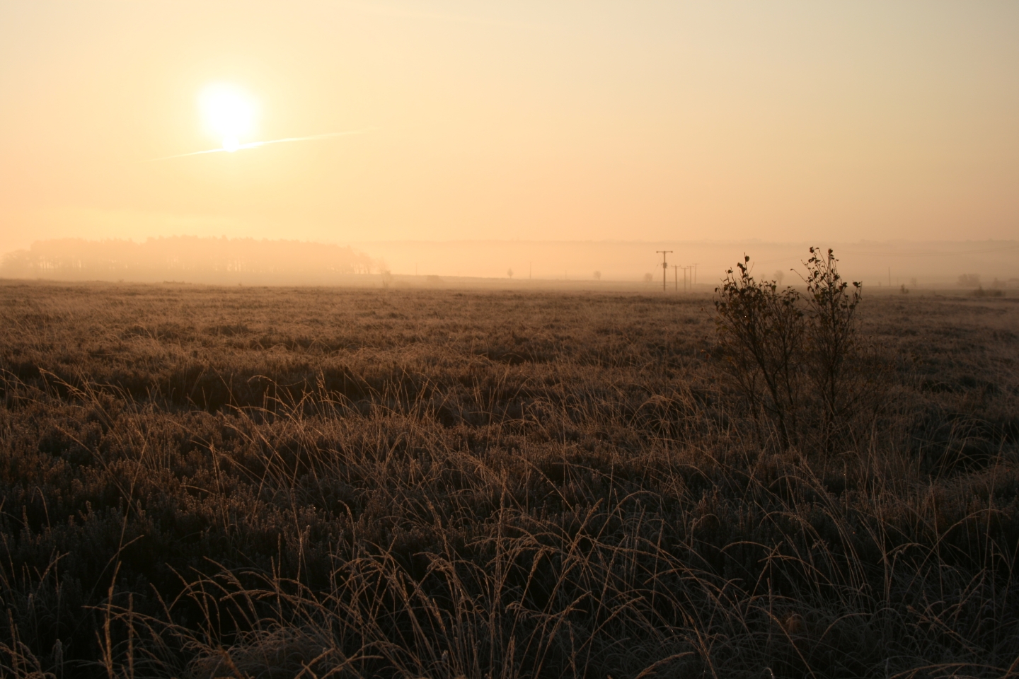 Field Picture