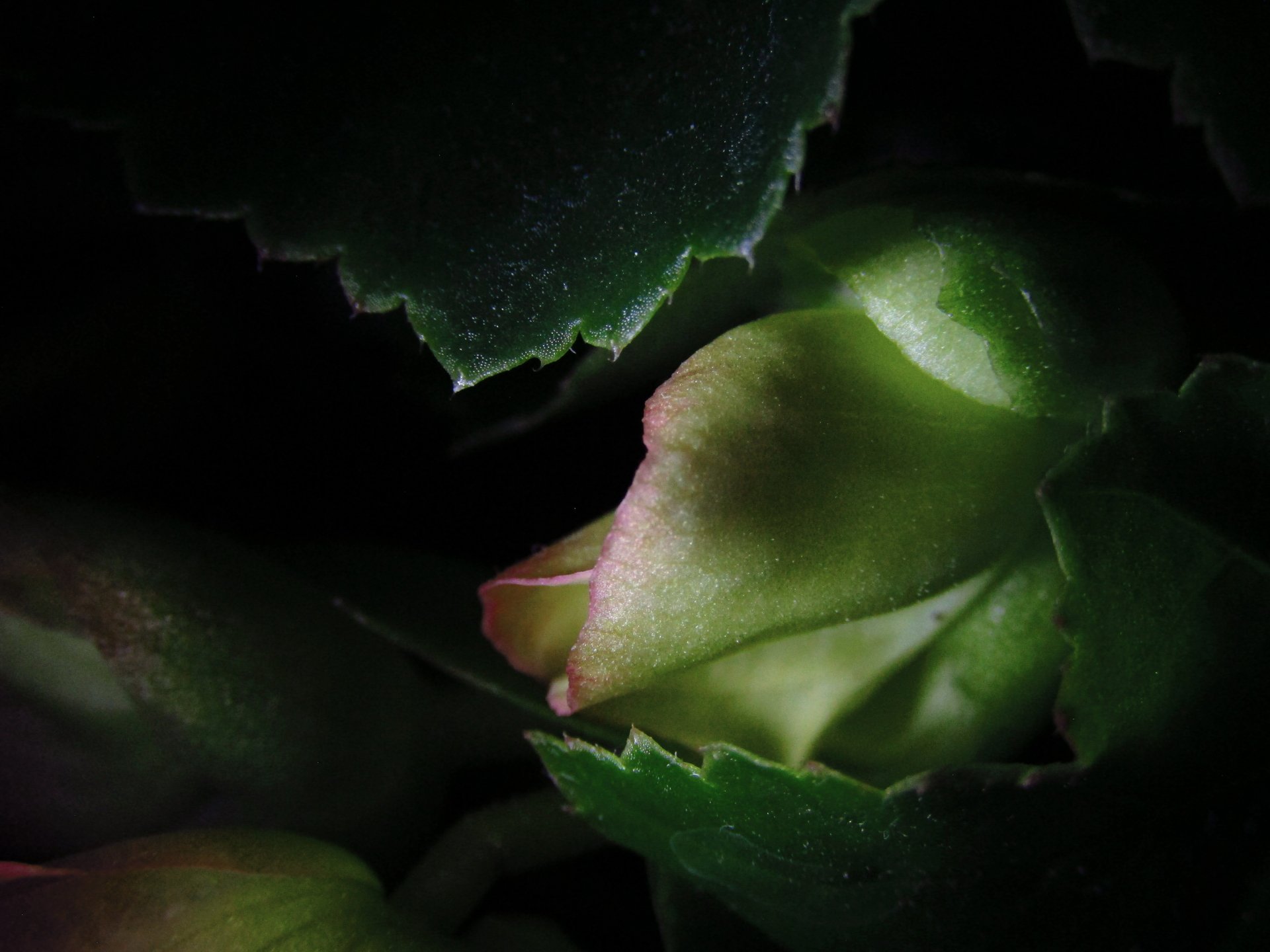 organic green begonia spring seasonal nature plant Image