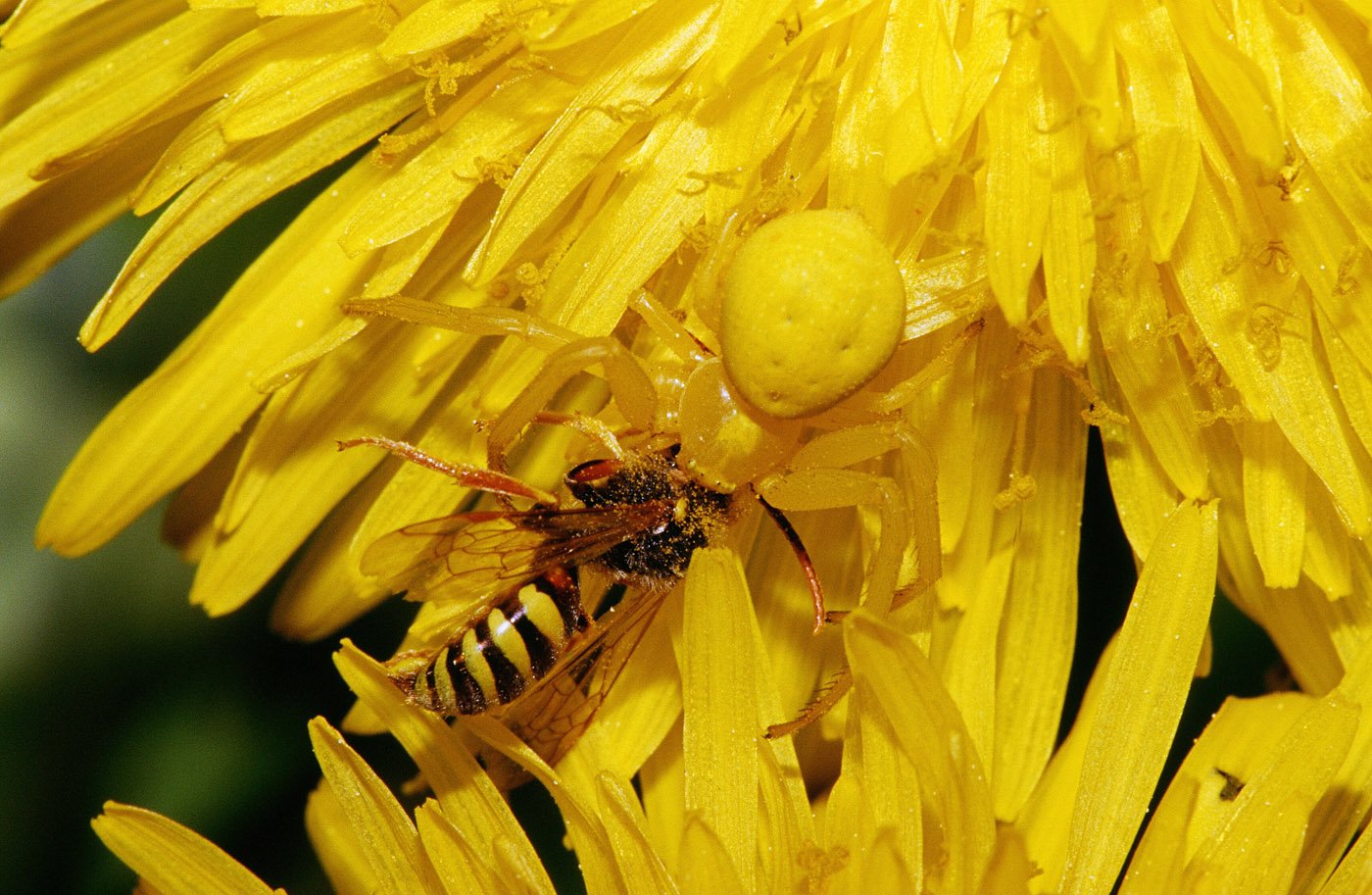 A yellow spider camouflages on a vibrant yellow flower as a wasp rests nearby, showcasing a close-up of insect interaction in nature.