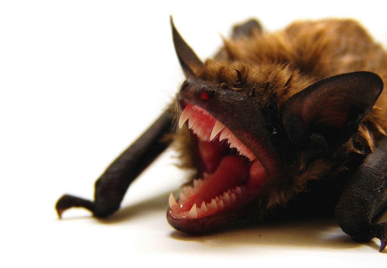 A close-up of a bat with its mouth open, showcasing sharp teeth and detailed fur, against a plain white background. This striking animal highlights the unique features of bats.