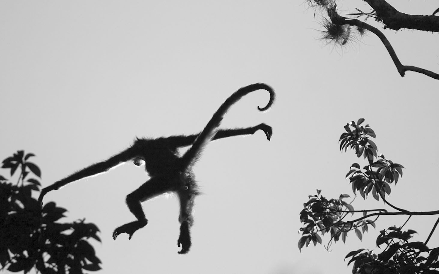 Monkey Picture