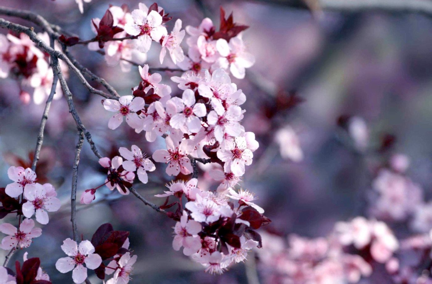 Delicate pink blossoms bloom on tree branches, set against a soft, blurred natural background, capturing the beauty of nature in spring.