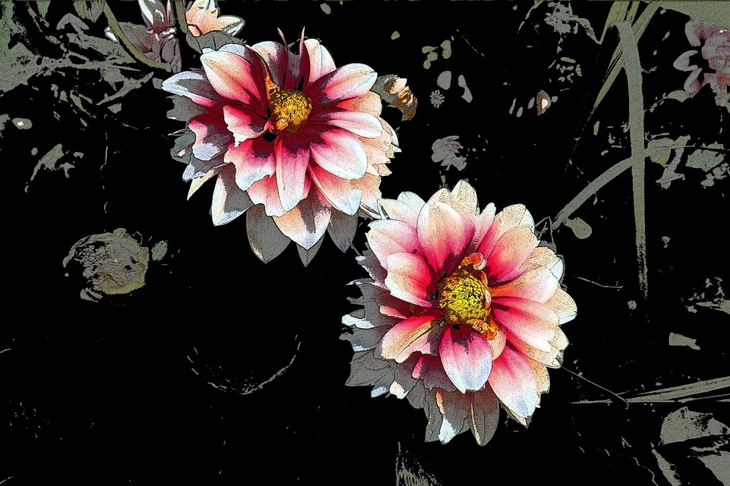 Two vibrant, artistic flowers display shades of pink and white against a dark background, highlighting their intricate petals and bright yellow centers.