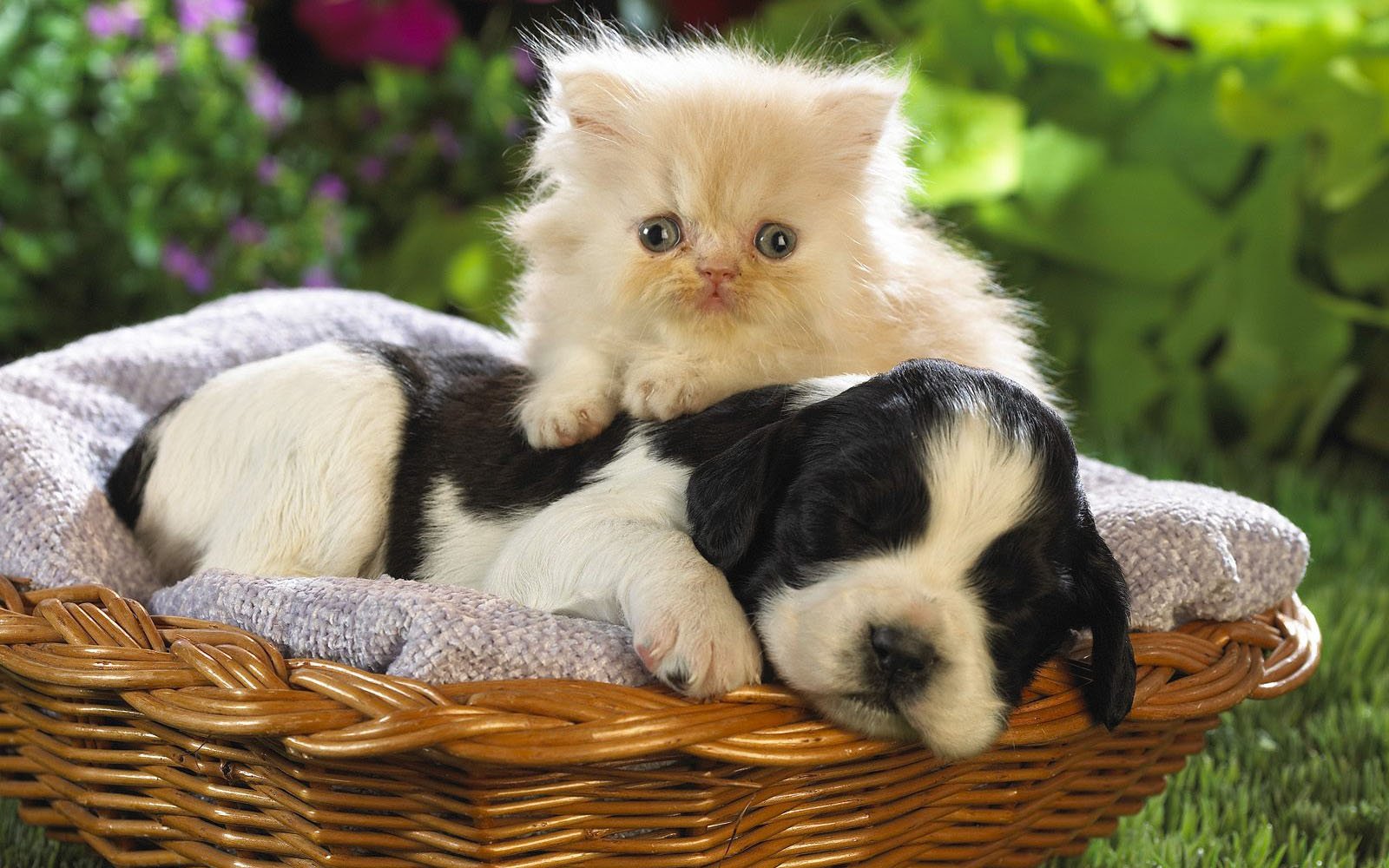 A fluffy kitten with blue eyes playfully sits on a black and white puppy, both resting in a woven basket surrounded by vibrant greenery and colorful flowers.