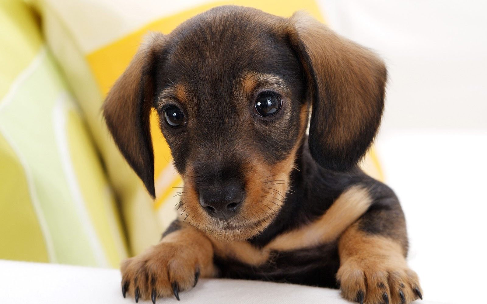 A cute baby dachshund puppy gazes curiously, with its paws resting on a couch, showcasing its adorable features and playful demeanor.