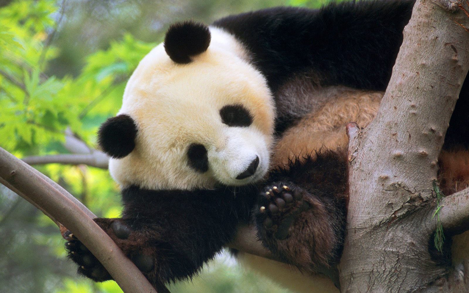 Charming Panda in a Tree