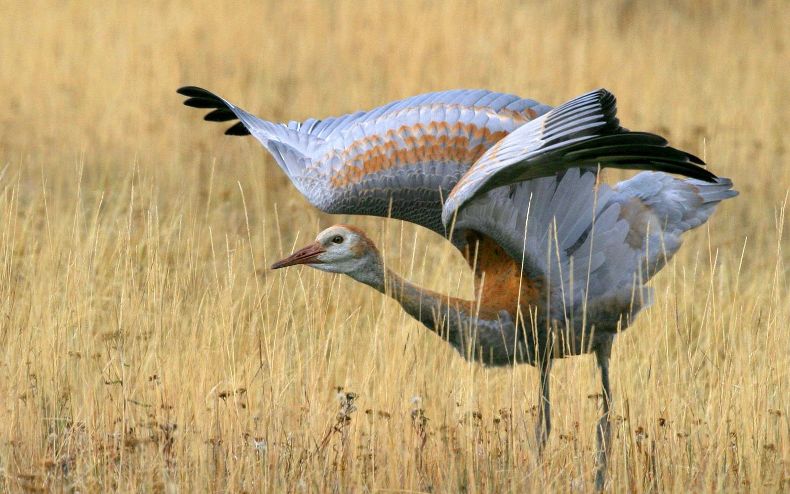  Juvenile Sandhill Crane