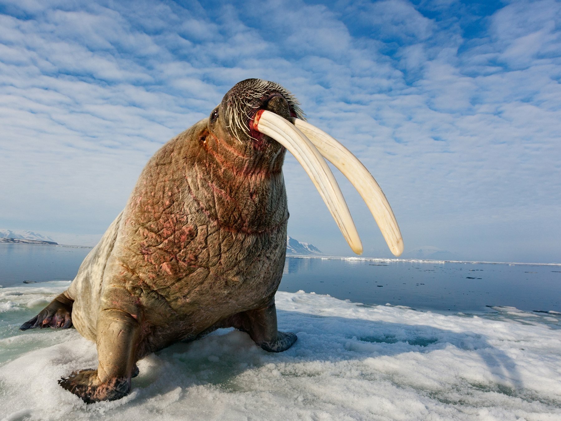 Walrus - Desktop Wallpapers, Phone Wallpaper, PFP, Gifs, and More!