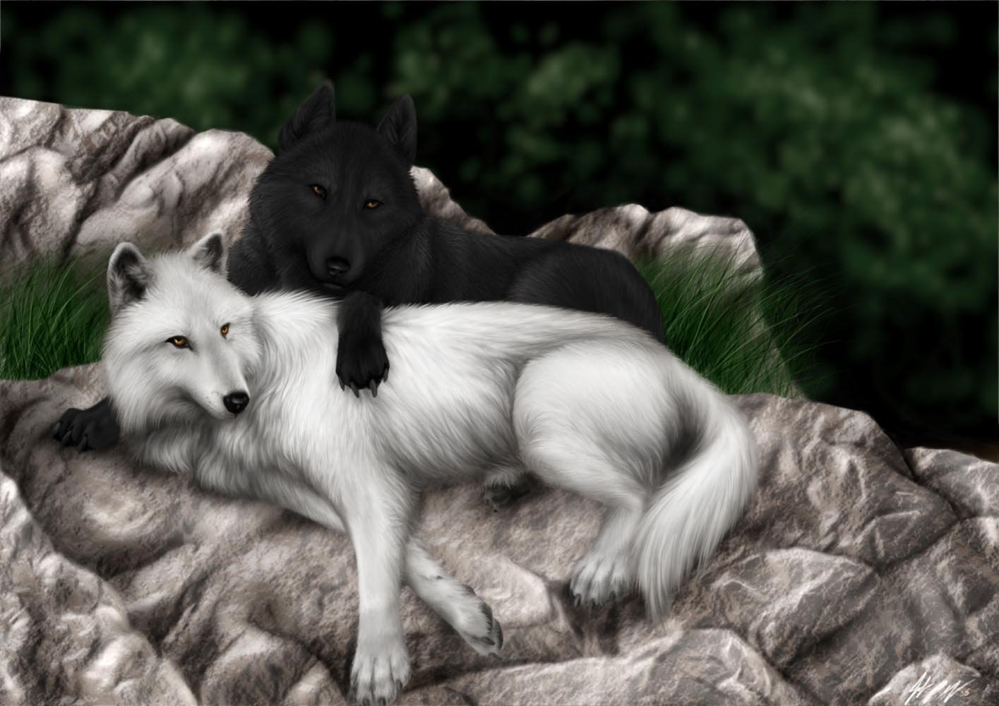 A black wolf affectionately leans on a white wolf as they rest together on a rocky surface, surrounded by lush greenery, embodying the theme of love.