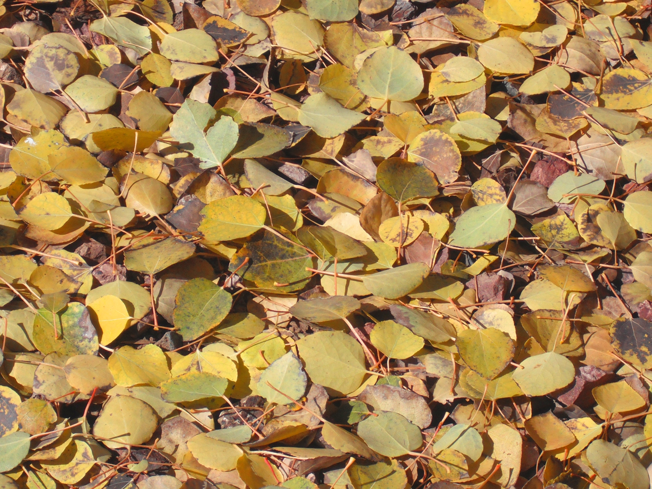 Leaves by Gun665