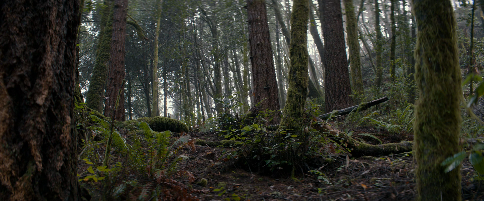 forest movie 65 Image