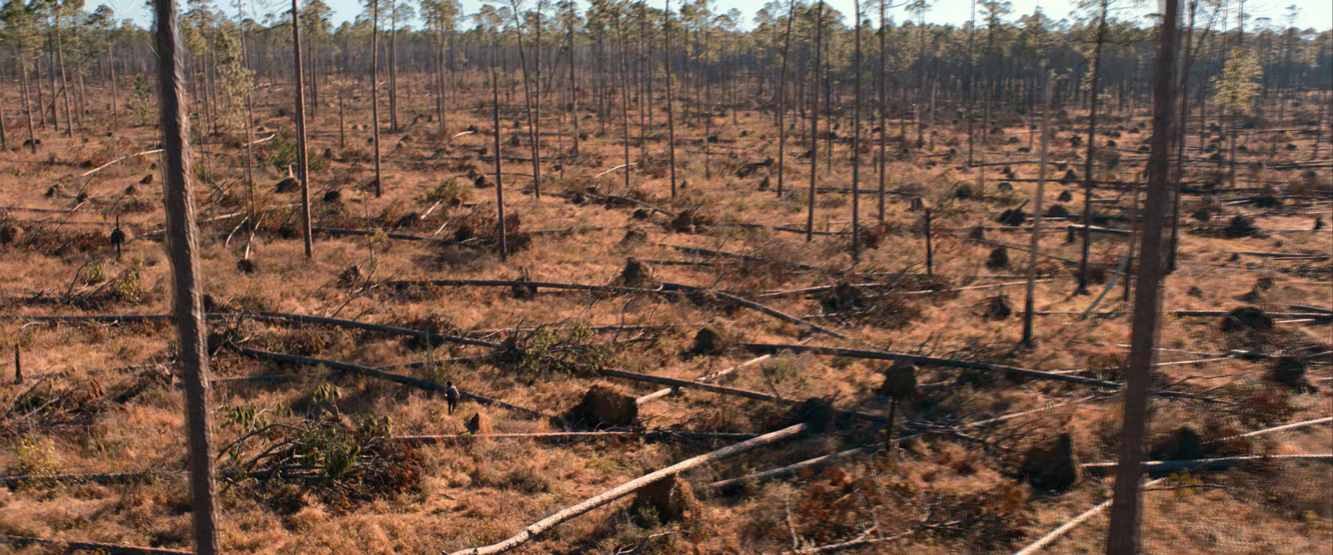 forest movie 65 Image