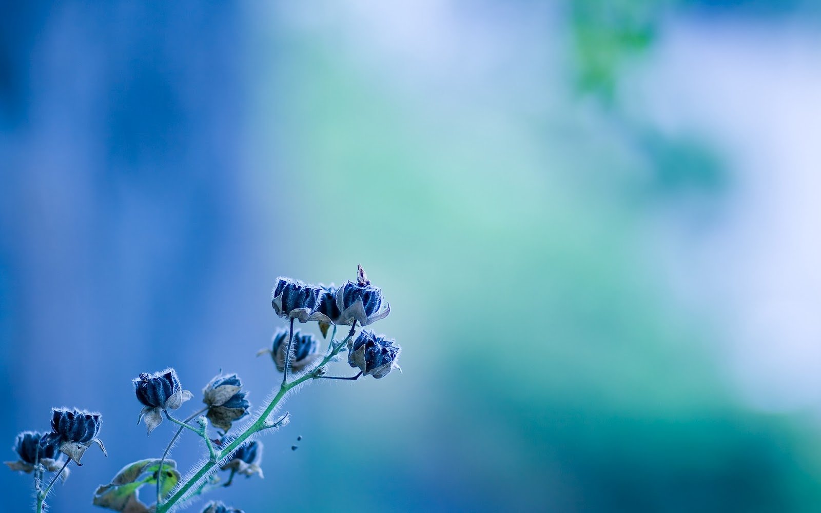  Blue Flowers