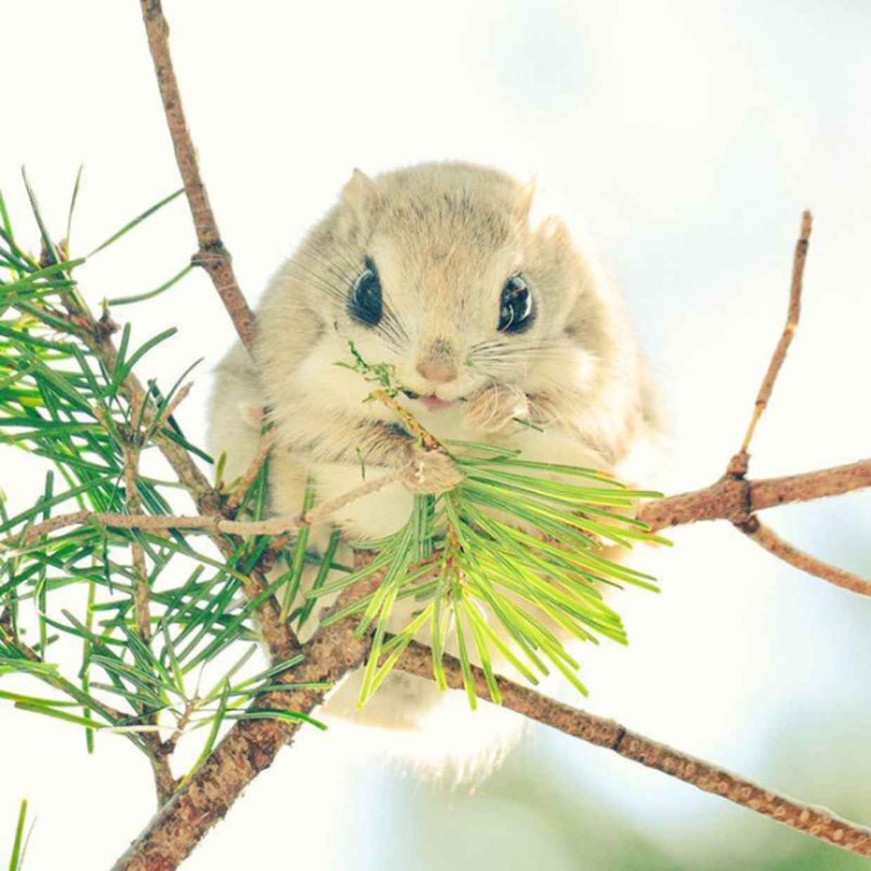 Japan, Hokkaido,  flying squirrel
