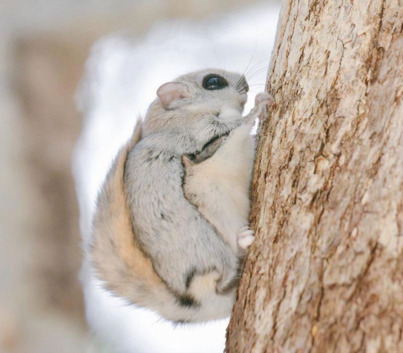 Japan, Hokkaido flying squirrel - Image Abyss.