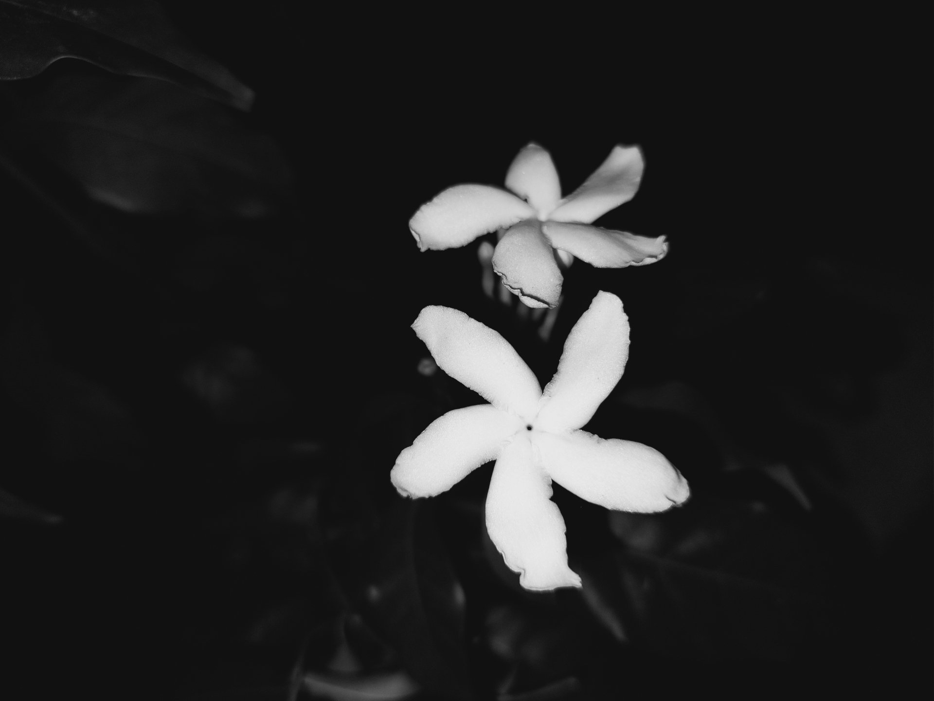 Darkbeauty Desktop Wallpapers Phone Wallpaper PFP Gifs And More 