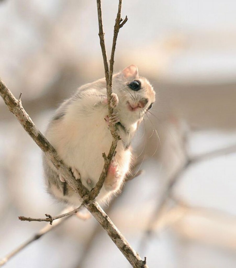  Japan, Hokkaido flying squirrel