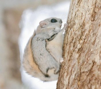 Preview Image 6305