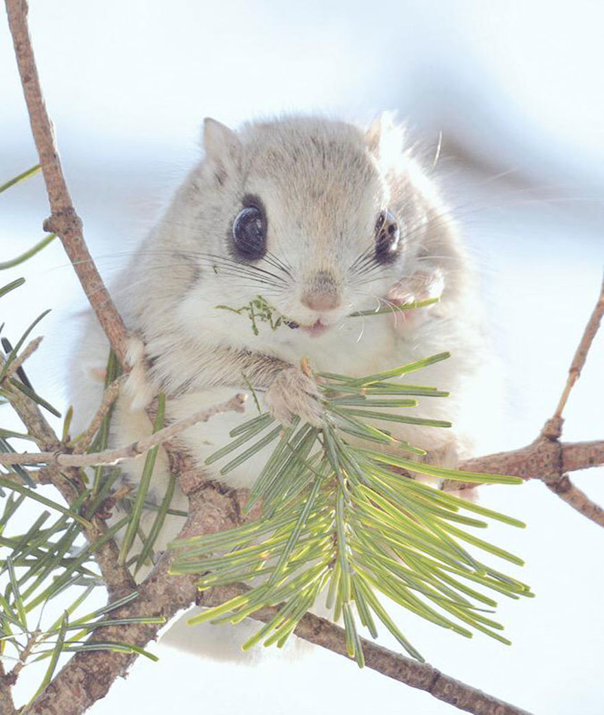 Japan, Hokkaido  flying squirrel