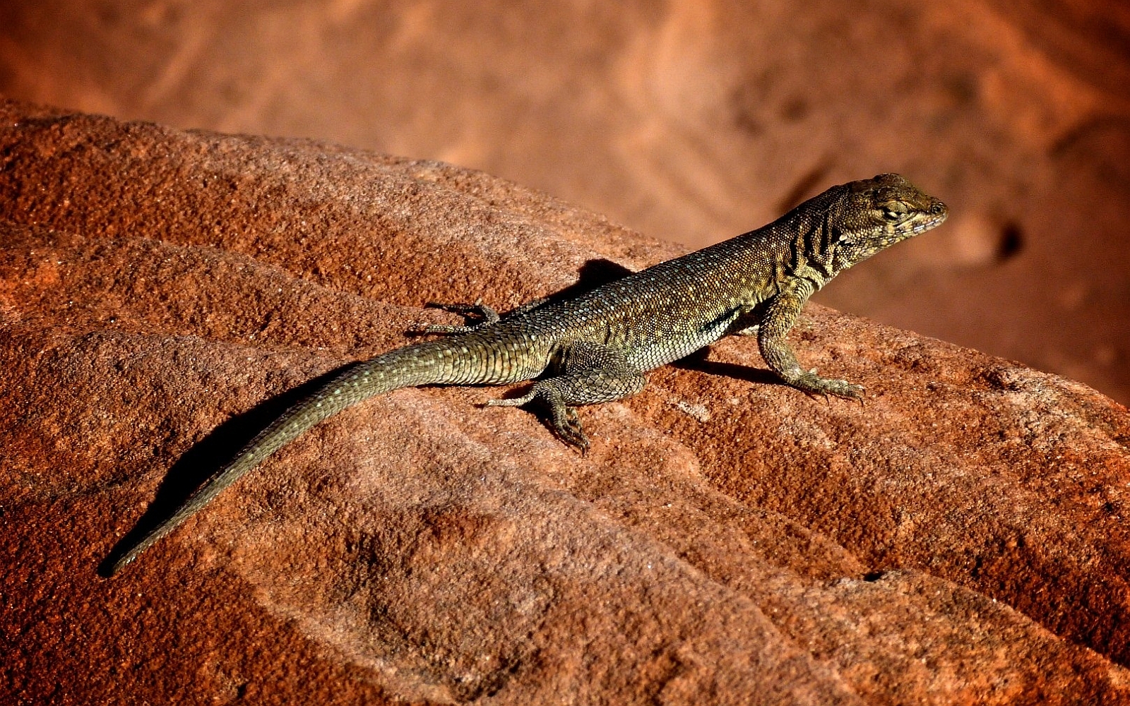 Download Animal Lizard Image